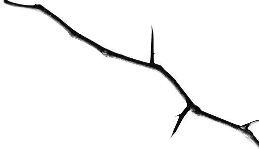 Thorn